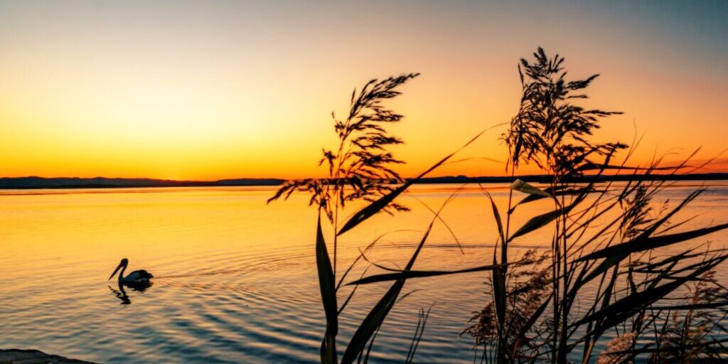 A beautiful scenery of Phragmites plants by the sea with a swimming pelican in the background at sunset